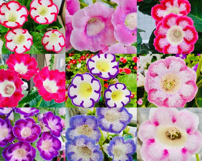 10 Seeds MIX Rare Gloxinia Sinningia Speciosa Hybrid | Pink purple red Blooms, Collector's Choice | Premium Easy-Care Houseplant