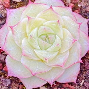 10 seeds Echeveria blood romeo X albamini New Hybrid Seed Rare Succulent Pink Purple Seeds Plant Flower Succulents Meaty Plants