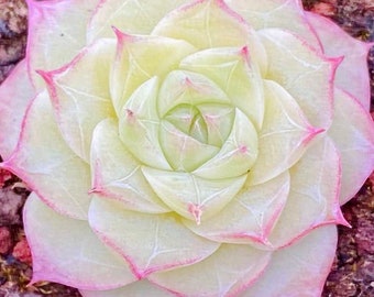 10 seeds Echeveria blood romeo X albamini New Hybrid Seed Rare Succulent Pink Purple Seeds Plant Flower Succulents Meaty Plants