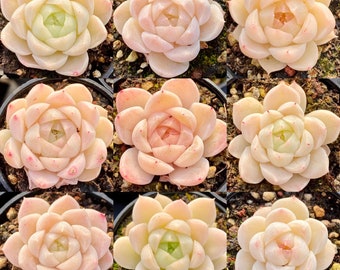 10 Semi MIX Echeveria Alba ibrido sp raro Semi Succulenti Rosa Succulente Piante Carnose