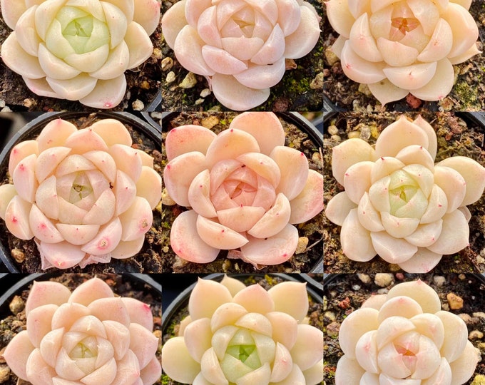 10 Seeds MIX Echeveria Alba hybrid sp rare Succulent Seed Pink Succulents Meaty Plants