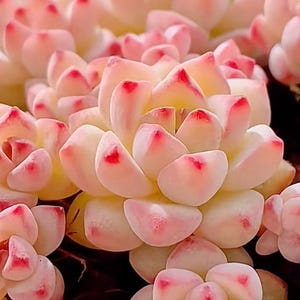 10 Seeds sedum perezdelarosae / Caramel Spirit Rare Succulent Seed Pink Purple Mountain Rose Bonsai Plant Flower Succulents Meaty Plants