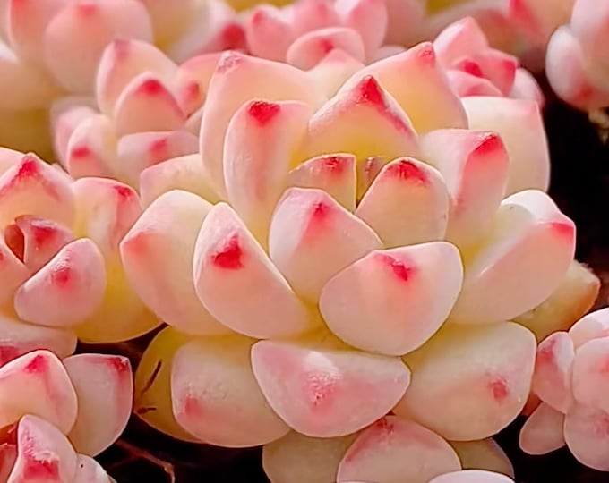 10 Seeds sedum perezdelarosae / Caramel Spirit Rare Succulent Seed Pink Purple Mountain Rose Bonsai Plant Flower Succulents Meaty Plants
