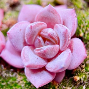 10 Seeds Echeveria Sugar Lo NEW hybrid Rare Succulent Seed Pink Succulents Meaty Plants seeds image 7