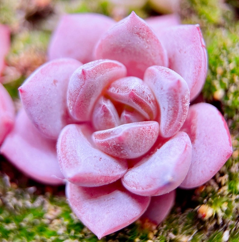 10 Seeds Echeveria Sugar Lo NEW hybrid Rare Succulent Seed Pink Succulents Meaty Plants seeds image 7