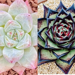 10 graines Echeveria colorata Tapalpa X Ebony 'Black King' Hybrides rares Graine succulente Graines Plantes succulentes charnues
