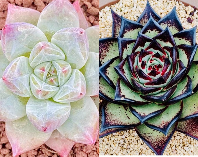 10 seeds Echeveria Colorata Tapalpa X Ebony ‘Black King’ Rare Hybrids Succulent seed Seeds Succulents Meaty Plants
