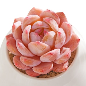 10 Seeds Echeveria Orange Monroe Rare Succulent Seed Pink Purple Mountain Rose Bonsai Plant Flower Succulents Meaty Plants