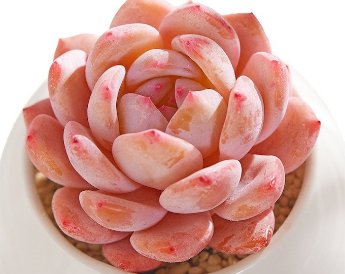 10 Seeds Echeveria Orange Monroe Rare Succulent Seed Pink Purple Mountain Rose Bonsai Plant Flower Succulents Meaty Plants