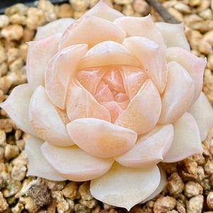 10 seeds Echeveria Simulans rose X Monroe New Hybrid Seed Rare Succulent Pink Purple Seeds Plant Flower Succulents Meaty Plants
