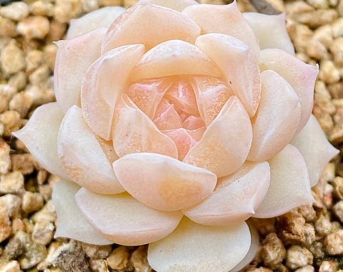 10 seeds Echeveria Simulans rose X Monroe New Hybrid Seed Rare Succulent Pink Purple Seeds Plant Flower Succulents Meaty Plants