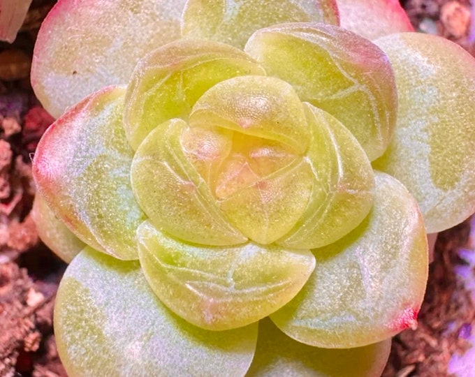 10 seeds Echeveria ‘Rose Moon’ X ‘Orange monroe’ Recommend New Hybrids Rare Succulent seed Succulents Meaty Plants