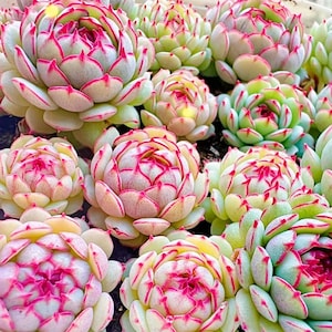 Puede incluir: Primer plano de una colección de suculentas con hojas en forma de roseta, densamente empaquetadas. Las hojas son una mezcla de verde pálido, crema y rosa, con bordes rojos vibrantes. Las plantas están en varias etapas de crecimiento.