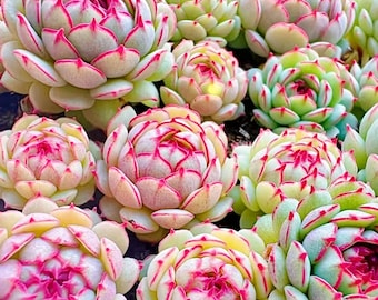 Echeveria ‘Little Red Boat’ Seed – Mini Succulent Hybrid variety (10 Seeds)