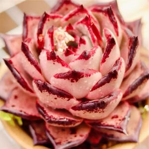 May include: Close-up of a succulent plant with fleshy, petal-like leaves. The leaves are a pale pink with deep red edges and tips. The centre of the plant has a lighter, almost white colour. The plant is in a small, light brown pot.