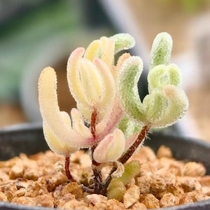 May include: A close-up of a succulent plant with distinctive, curved, finger-like leaves. The leaves show a gradient of colours, including pale yellow, light green, and pink, with a textured, frosted appearance. The plant is potted in a dark container with small, brown pebbles.