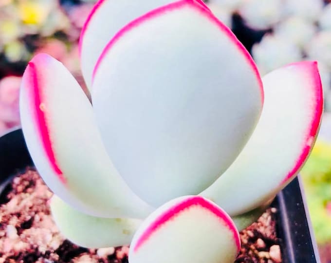10 Seeds Cotyledon orbiculata ’Hakubi’ Rare Succulent Seed lovely red edge Pink Plant Flower Succulents Meaty Plants