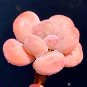 10 Seeds Pachyphytum ’ Orange Snowball ’ Rare Succulent Seed hybrid Pink Plant Succulents Meaty Plants