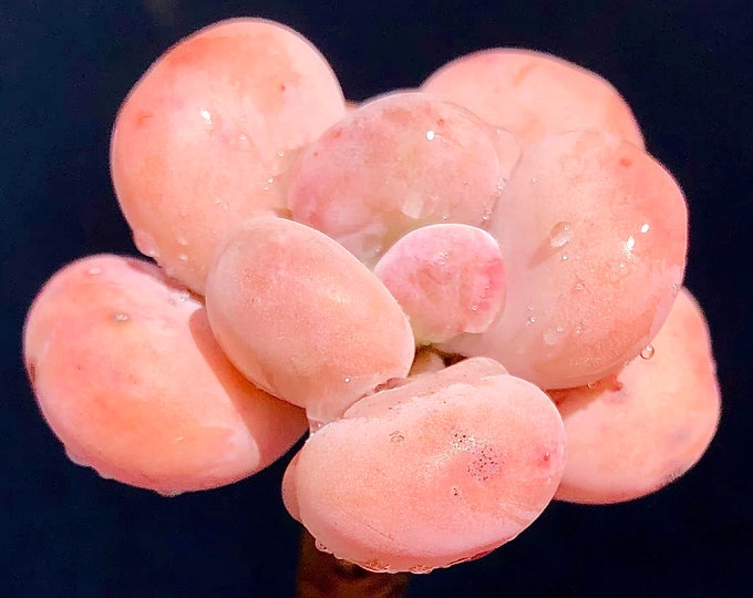 10 Seeds Pachyphytum ’ Orange Snowball ’ Rare Succulent Seed hybrid Pink Plant Succulents Meaty Plants