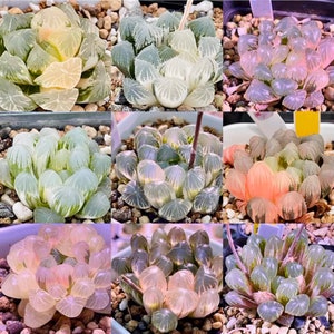 10 Semillas MIX Varigated Haworthia Cooperi sp semilla Muy Rara Suculenta Planta Rosa Flor Suculentas Plantas Carnosas