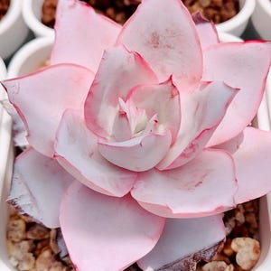 10 Seeds Echeveria Cante Rare Succulent Seeds Plant Flower Succulents Meaty Plants seeds