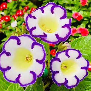 May include: Close-up of three white flowers with purple edges and yellow centers. The flowers are surrounded by green leaves and red flowers in the background. The petals have a ruffled appearance.