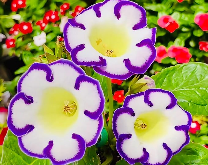 10 Seeds of Rare Gloxinia Sinningia Speciosa 'Velvet Loop' Hybrid | Velvet Blooms, Collector's Choice | Premium Easy-Care Houseplant