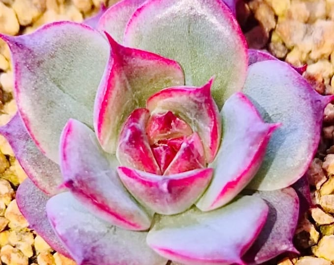 10 Seeds Echeveria purple halbingeri X rubin New hybrid Rare Succulent hybrids Seed Pink Flower Succulents Meaty Plants
