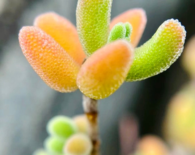 10 Seeds Drosanthemum eburneum Very Rare Succulent Seed Pink Succulents Meaty Plants