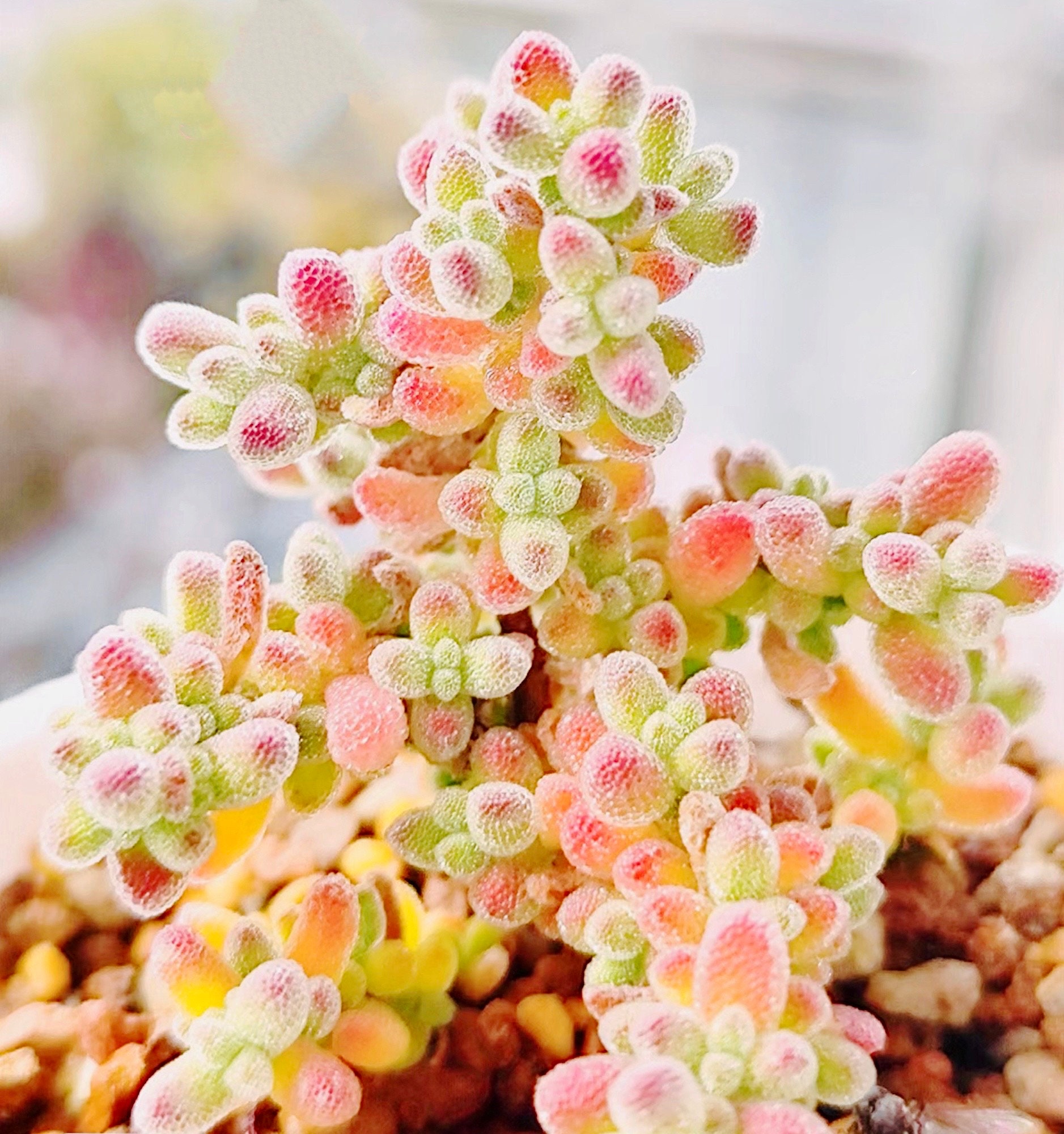 Drosanthemum Sp Skilpad Succulent Pink Crystal Jelly Balls