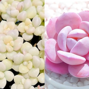 10 seeds Graptopetalum mendozae VARIEGATED X Echeveria Laui New Hybrid Hybrids Seed Rare Succulent Succulents Meaty Plants