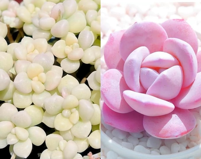 10 seeds Graptopetalum mendozae VARIEGATED X Echeveria Laui New Hybrid Hybrids Seed Rare Succulent Succulents Meaty Plants