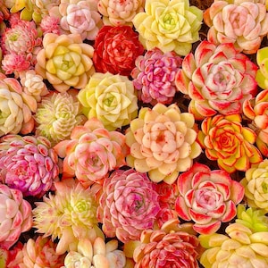 50 semi di mix ibrido di Echeveria succulenta - Varietà colorate - Facile da coltivare