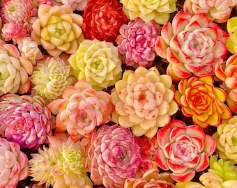 50 semillas de suculentas Echeveria Hybrid Mix – Variedades coloridas – Fáciles de cultivar