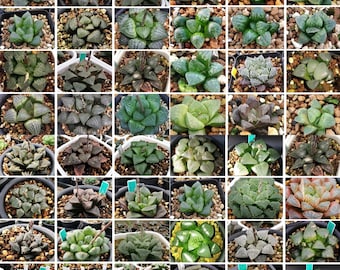 10 seeds Haworthia picta 'Bella' miniature fresh seed 2020 Set No.25 10 seeds Haworthia picta 'Bella' miniature fresh seed 2020 Set No.25