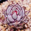 Echeveria Strictiflora V. Nova, popular Succulent (10 Seeds) product logo