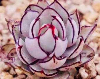 Echeveria Strictiflora V. Nova, popular Succulent (10 Seeds)