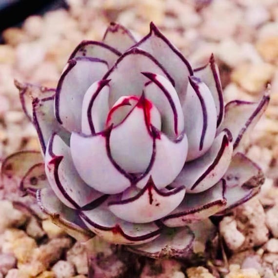Echeveria Strictiflora V. Nova, Popular Succulent (10 Seeds) - Etsy
