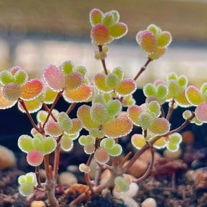 10 Seeds Drosanthemum globosum Very Rare Succulent Seed Pink Succulents Meaty Plants image 7