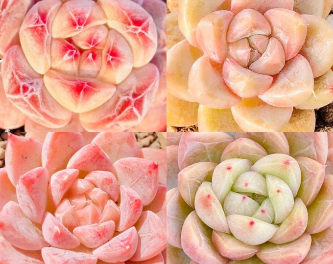 10 Seeds MIX Echeveria sp collection with amazing farina lines /Farina patterns extremely Rare RECOMMENDED Succulent Meaty Plants