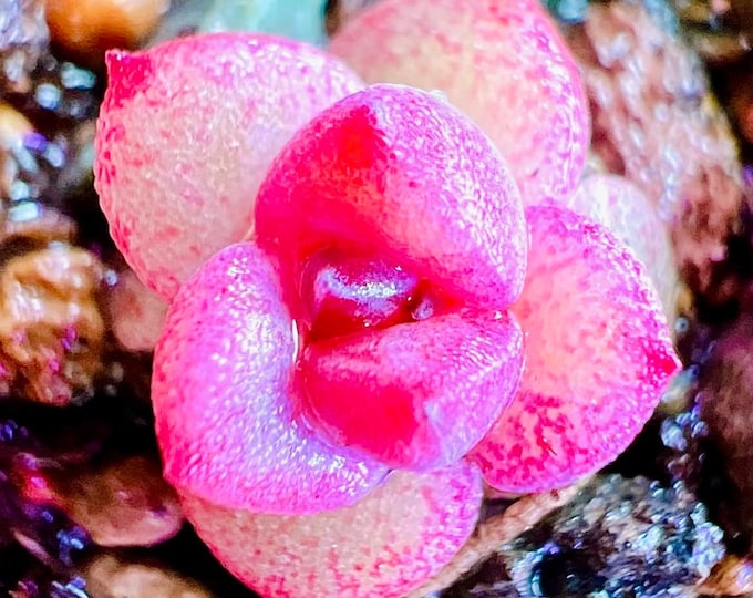 10 Seeds xPachyveria 'Elaine' X ‘Black Maria’ Rare hybrid New hybrids Succulent Seed Plants Succulents Meaty
