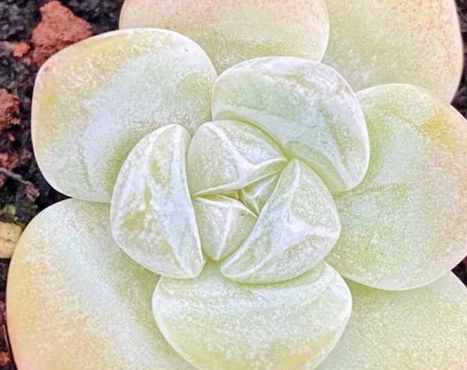 10 Seeds Echeveria Ice Green Rare Succulent Seed With beautiful farina line Bonsai Plant Flower Succulents Meaty Plants