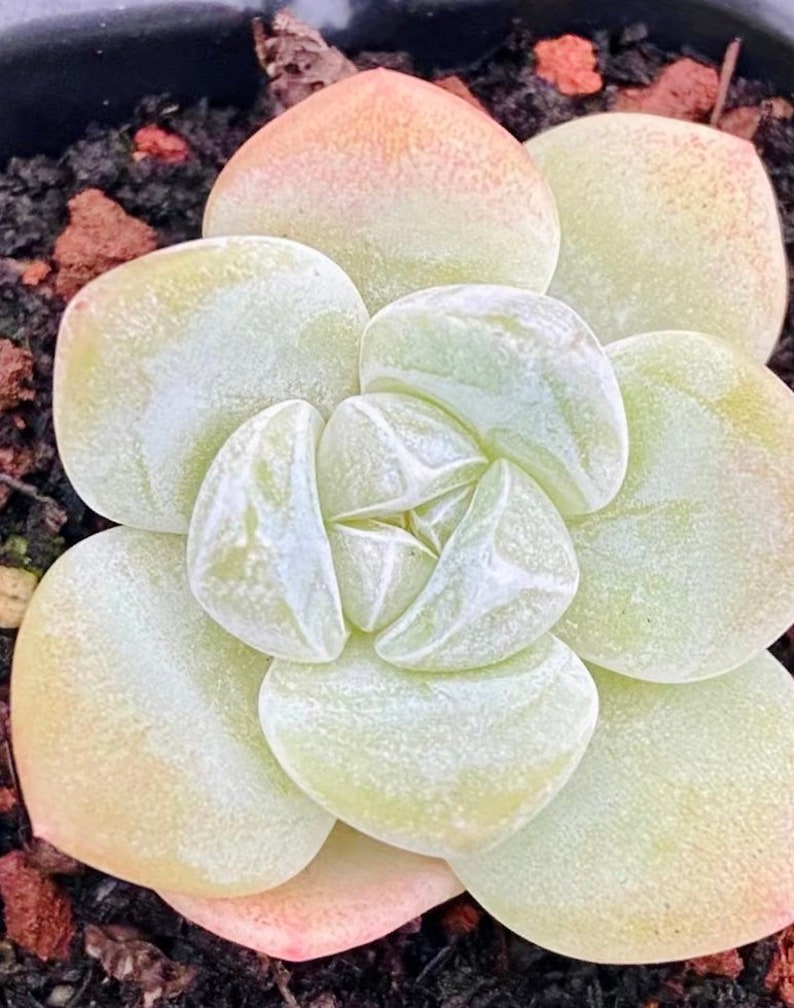 10 Seeds Echeveria Ice Green Rare Succulent Seed With beautiful 10 Seeds Echeveria Ice Green Rare Succulent Seed With beautiful