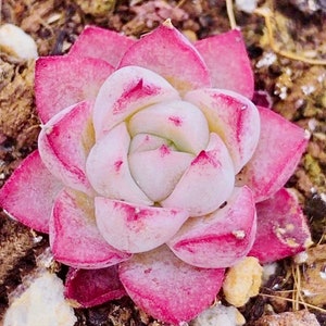 10 Seeds Echeveria ‘ Dream rose ’ Rare hybrid Succulent Seed new hybrid Succulents Meaty plant