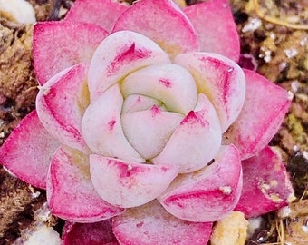 10 Semillas Echeveria ' Rosa de ensueño ' Híbrido raro Suculenta Semilla nuevo híbrido Suculentas Planta carnosa