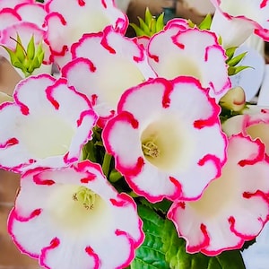 May include: Close-up of several white flowers with bright pink edges and accents. The flowers have a trumpet-like shape with a creamy yellow center. Green leaves are visible in the background, creating a vibrant floral arrangement.