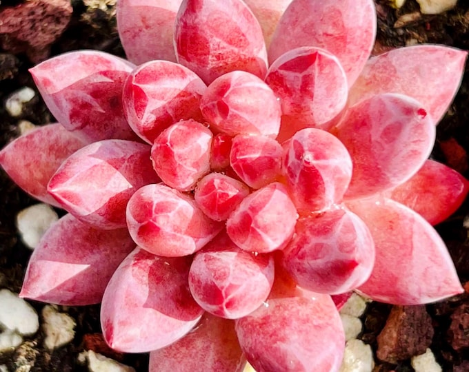10 Seeds Echeveria Romeo rubin X Pachyphytum ‘Baby Finger’ New hybrid Rare Succulent Seed Succulents Meaty Plants