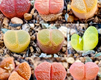 10 Seeds MIX colorful Ophthalmophyllum sp / Conophytum sp Rare Succulent Seed Pink Succulents Meaty Plants Living stone