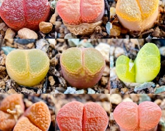 Ophthalmophyllum/Conophytum Mixed, 10 Seeds: Rare Colorful Living Stone Succulent