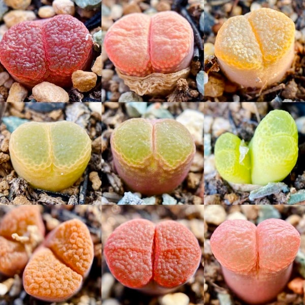 10 Seeds MIX colorful Ophthalmophyllum sp / Conophytum sp Rare Succulent Seed Pink Succulents Meaty Plants Living stone